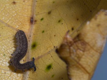 Media type: image; Invertebrate Zoology 152095